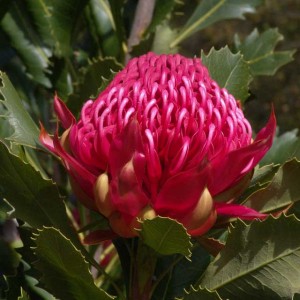 Waratah