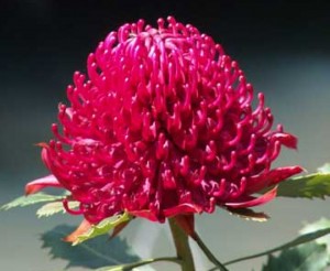 cropped-waratah_royal_national_park.jpg