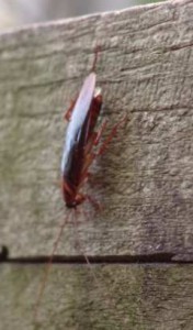 A gerenda, amin a csótány megpihent, 7,5 cm vastag.